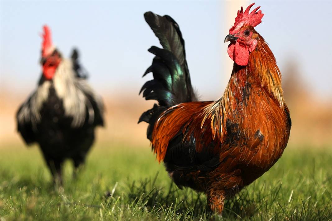 Türkiye’nin en prestijlisi! Denizli horozunu Konya koruyor 1